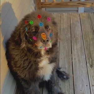 Meet your Posher, Morgan